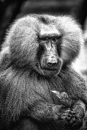 Framed Baboon  Black &amp; White Print