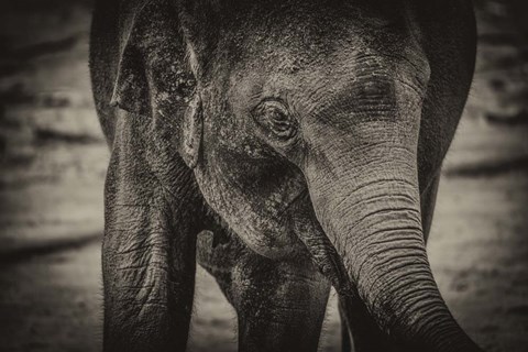 Framed Young Elephant sepia Print