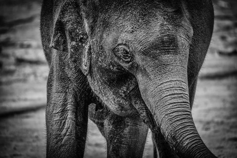 Framed Young Elephant Black &amp; White Print