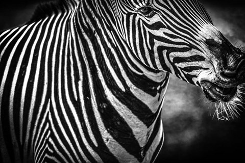 Framed Zebra Black &amp; White Print
