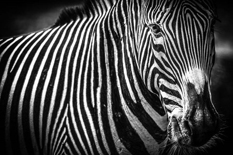 Framed Zebra II Black &amp; White Print