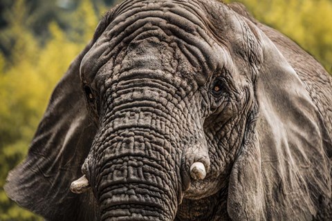 Framed Elephant Front Print