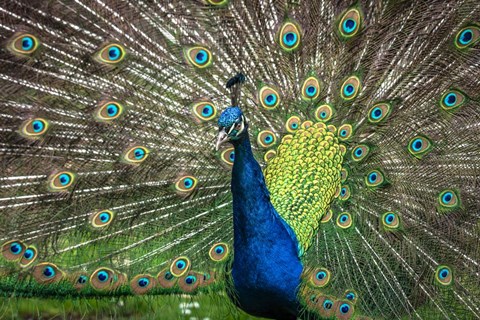 Framed Peacock Showing Off II Print