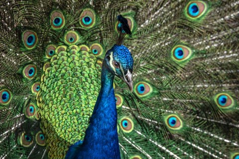 Framed Peacock Showing Off Close Up III Print