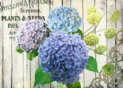 Framed Farm Seed Hydrangeas Print