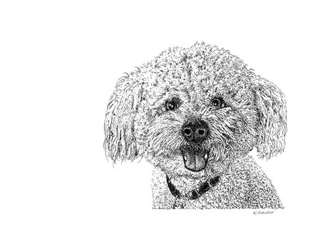 Framed Bichon Print