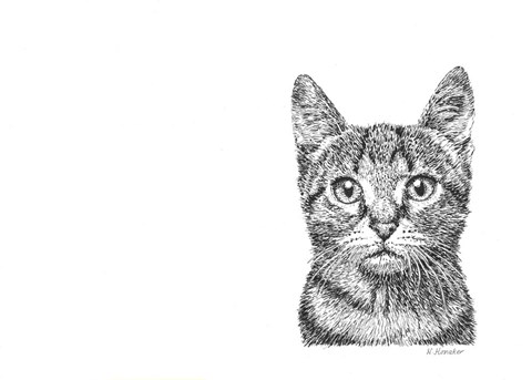 Framed Cat Print