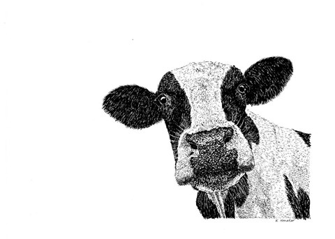 Framed Cow Print
