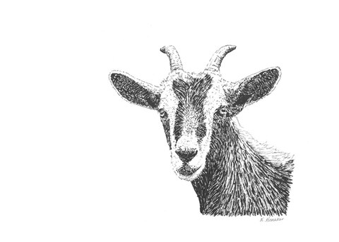 Framed Goat Print