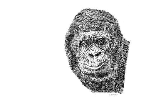 Framed Gorilla Print