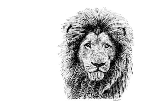 Framed Lion Print