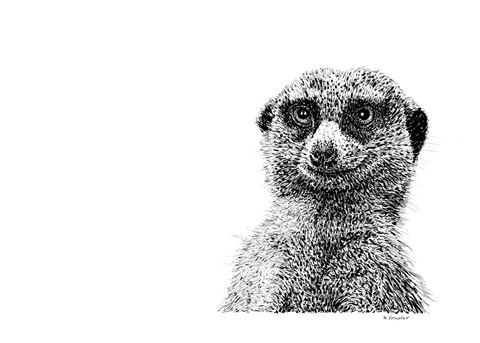 Framed Meerkat Print