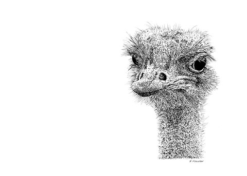 Framed Ostrich Print