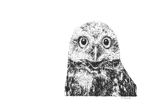 Framed Owl Print