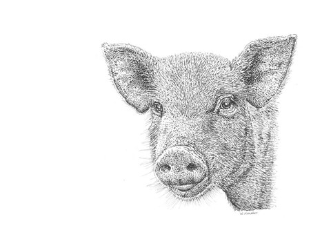 Framed Pig Print