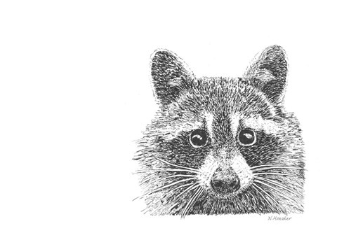 Framed Raccoon Print