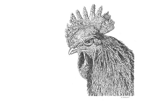 Framed Rooster Print