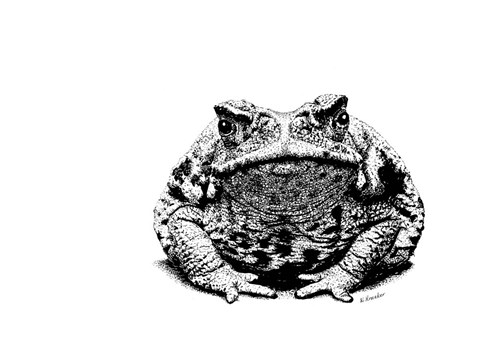 Framed Toad Print