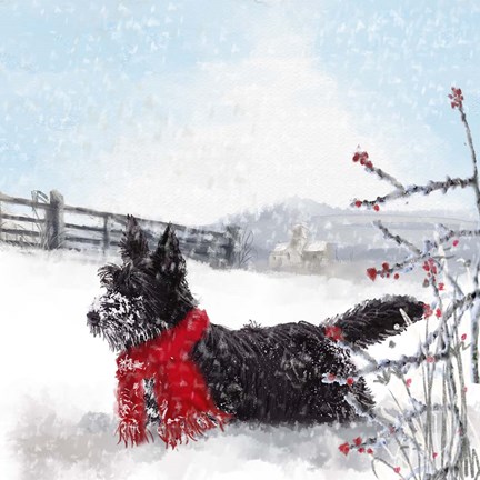 Framed Black Scottie Dog Print