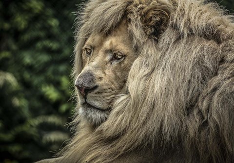 Framed White Lion Wide Print