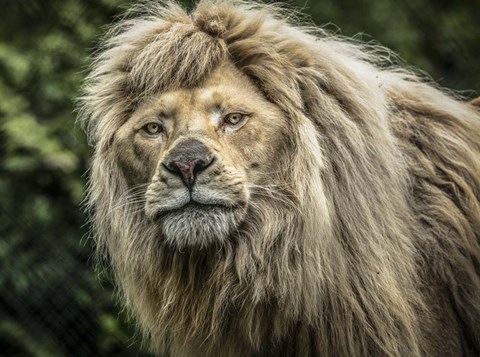 Framed White Albino Lion II Print