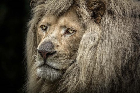 Framed White Albino Lion Close Up Print