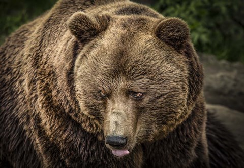 Framed Grizzly Print