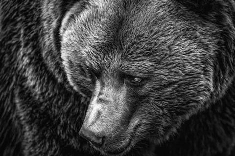 Framed Grizzly Close Up Black &amp; White Print