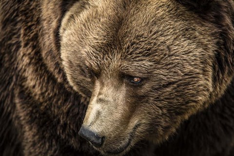 Framed Grizzly Close Up Print