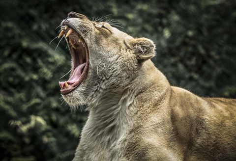 Framed Female White Lion Roars Print