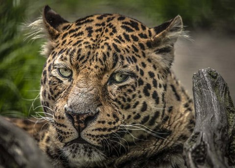 Framed Jaguar Close Up Print