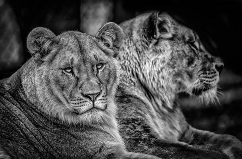 Framed Two Female Lions Black &amp; White Print