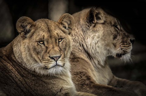 Framed Two Female Lions Print