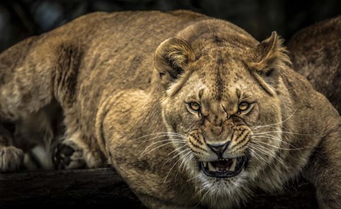 Framed Scarface Lion Print