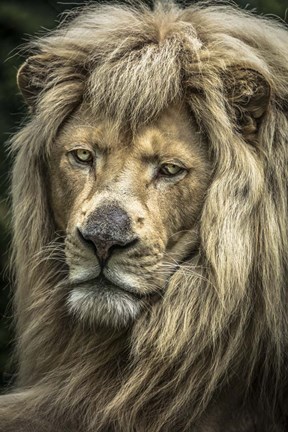 Framed White Albino Lion V Print