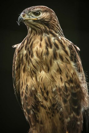 Framed Predator Bird II Print