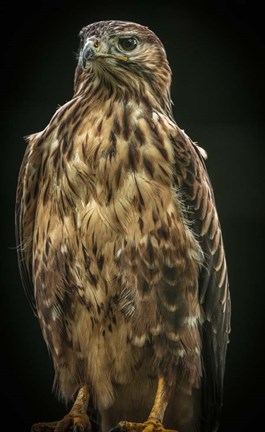 Framed Predator Bird IV Print