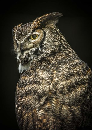 Framed Yellow Eyed Owl II Print