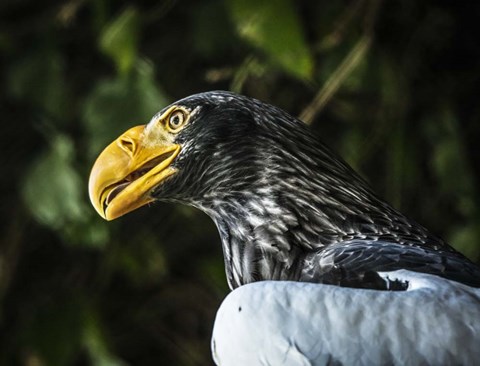 Framed Steller Eagle Print