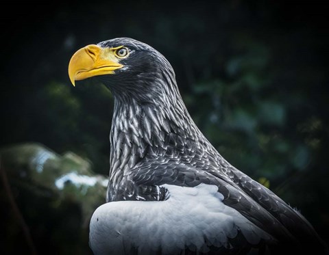 Framed Steller Eagle II Print