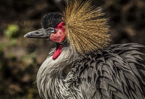 Framed Crowned Crane III Print