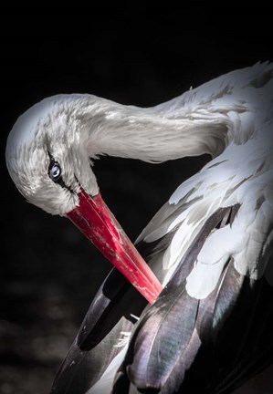 Framed Stork II Print