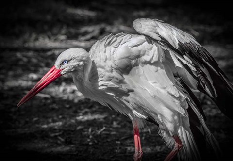 Framed Stork IV Print