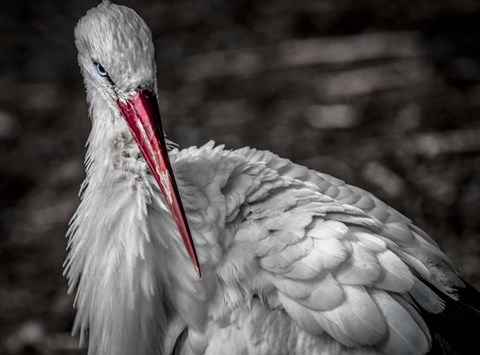 Framed Stork VI Print