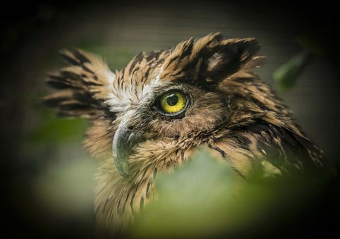 Framed Wise Owl Print