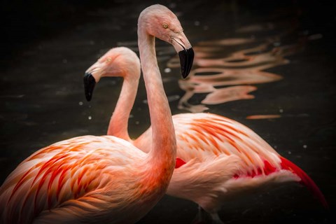 Framed Flamingos Print