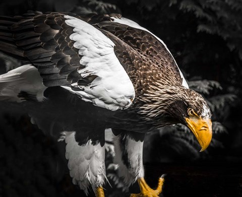 Framed Steller Eagle III Print