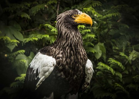Framed Steller Eagle IV Print