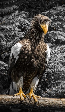 Framed Steller Eagle V crop Print