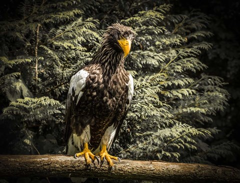 Framed Steller Eagle VI Print